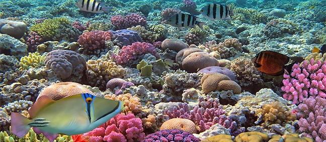Cozumel Reefs National Park